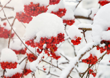 冬季背景。 冬天的风景用雪覆盖着鲜红的罗旺。