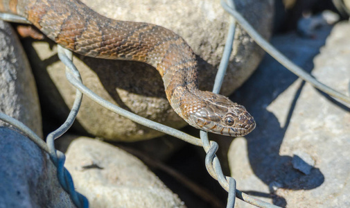 普通蛇图片-普通蛇素材-普通蛇插画-摄图新视界