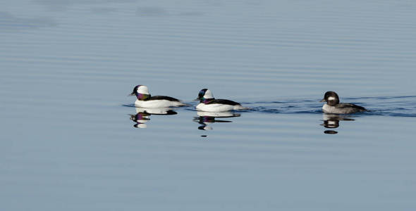  white duck visits northern lakes and ponds in breeding season.