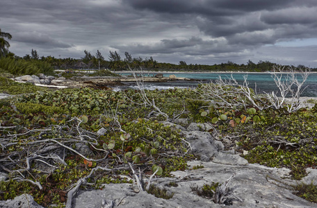 热带植被生长在墨西哥加勒比海岸的岩石中，正是在XPUHA海滩上。