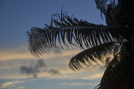 在墨西哥的XPUHA海滩上，一片壮丽的日落背景下，棕榈树的银色。
