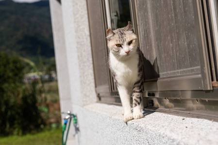 灰色的猫站在房子外面的窗户附近