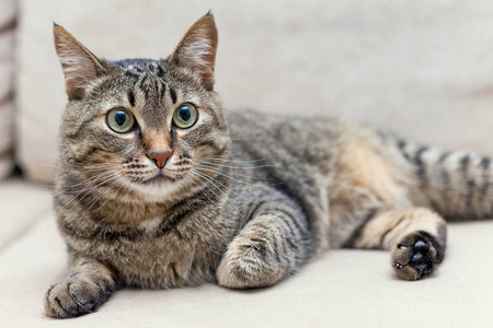 灰地毯家中一只可爱的灰猫的画像照片
