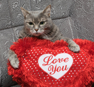 有心形垫的猫.照片