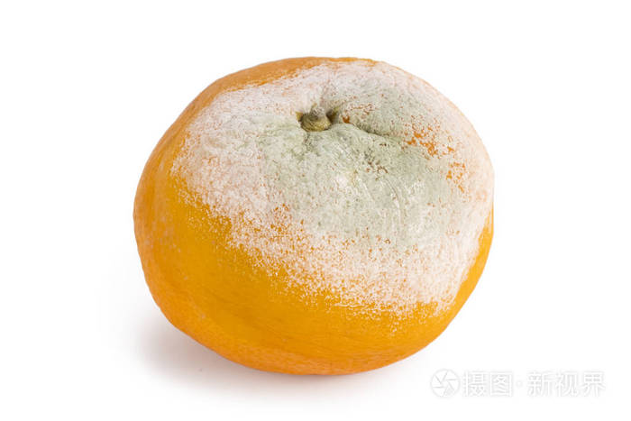 腐烂的橘子在白色