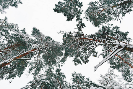 美丽的冬季景观。 美丽的雪林。 森林里白雪覆盖的树木