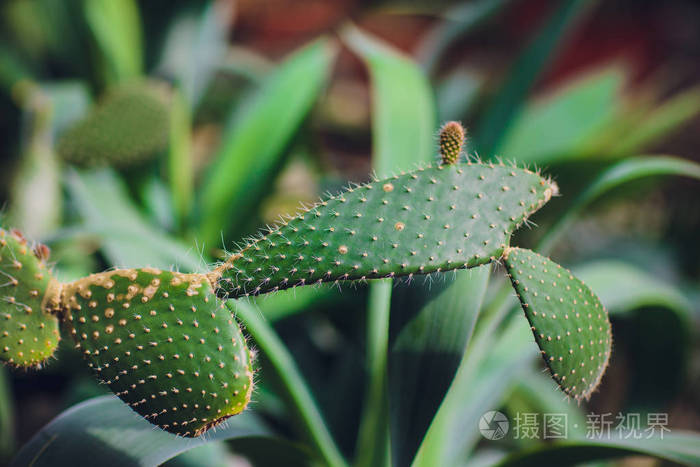 装饰仙人掌植物