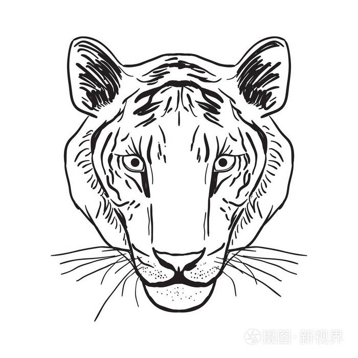 老虎肖像头素描白色背景上的黑色轮廓矢量插图