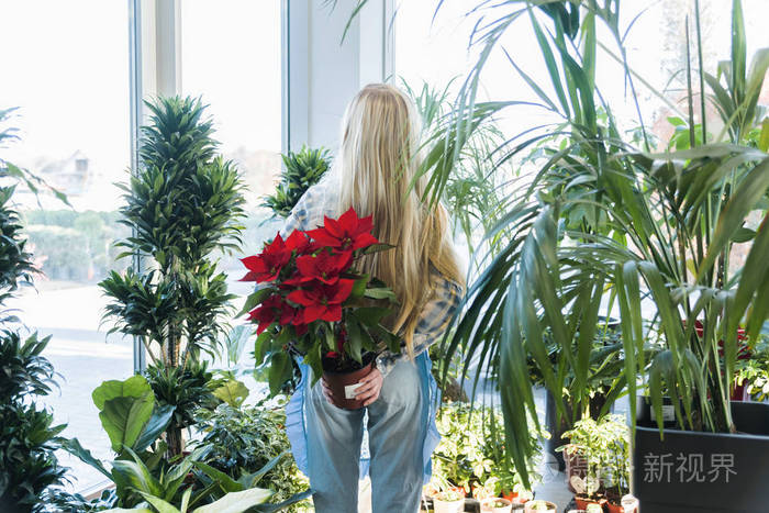 花店里背着一个女人拿着一个盆子背着一个圣诞花