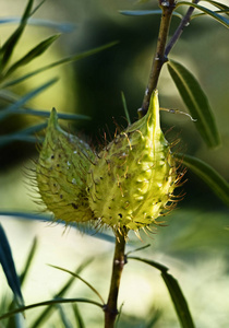 果穗果皮果穗果皮或气球棉丛的果实是气球状的，覆盖着软刺，茎是S形的，深绿色的叶子靠近果实。