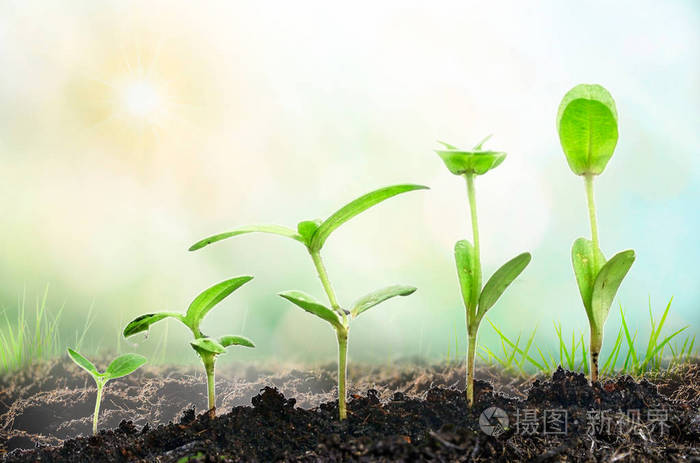 农业 生长的植物 植物幼苗 在自然绿色背景的肥沃土壤上 用手培育和浇水以萌发顺序生长的年轻婴儿植物 照片 正版商用图片15w5wx 摄图新视界