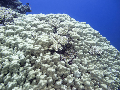 热带海底多彩珊瑚礁珊瑚水下景观