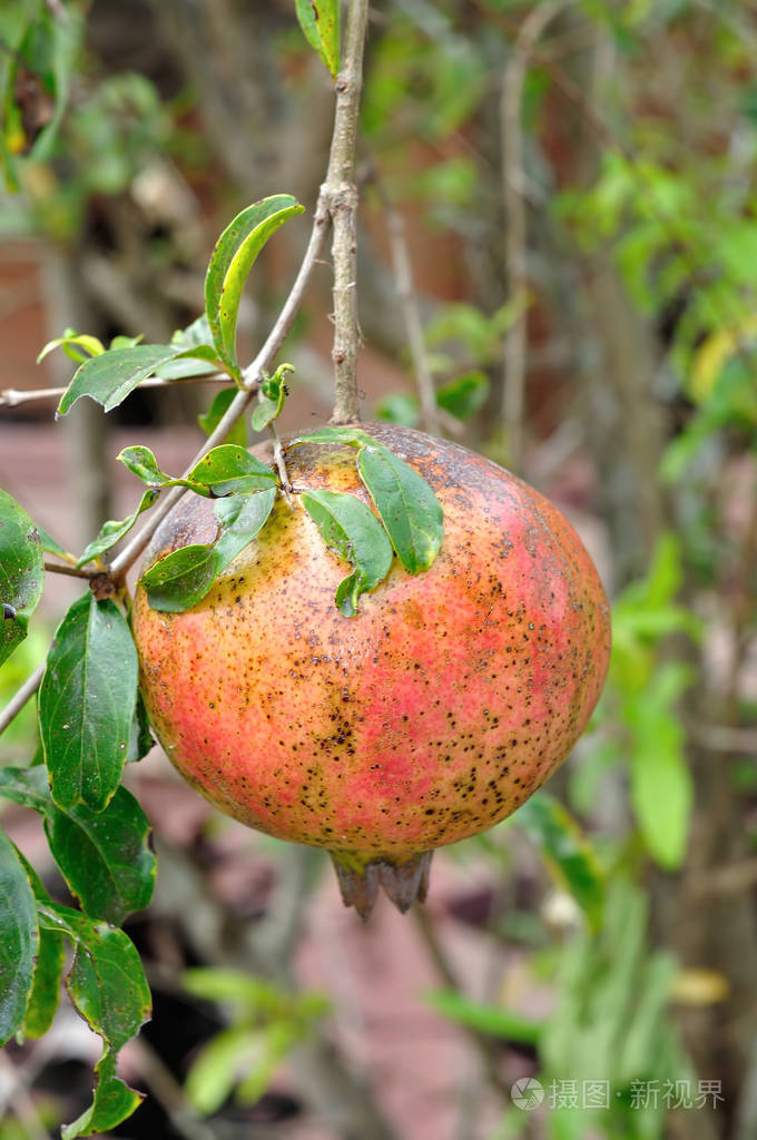 成熟多彩石榴果树枝