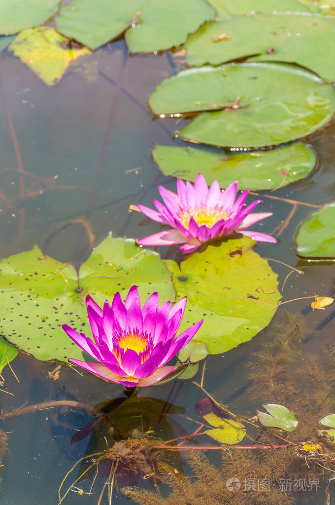 美丽的粉红色莲花在池塘里水汪汪的