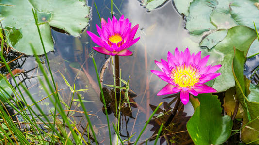 美丽的粉红色莲花在池塘里水汪汪的