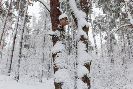 冬天公园的碎片，在一场降雪中，松树和落叶树上覆盖着蓬松的雪和前景树干上的巢箱