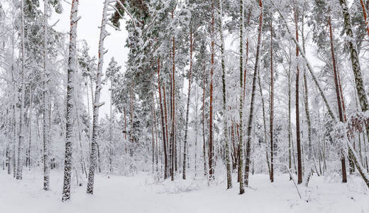 冬天森林的全景，松树和落叶树在降雪时被雪覆盖