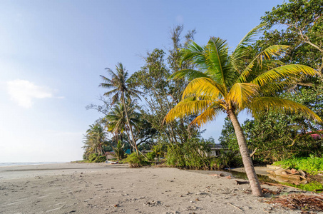 棕榈树树叶和棕榈树在海边美丽的海滩上