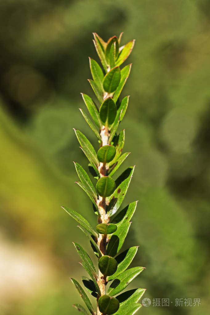 在阳光明媚的日子里桃金娘奇妙的枝条美丽的卵形叶子垂直组成