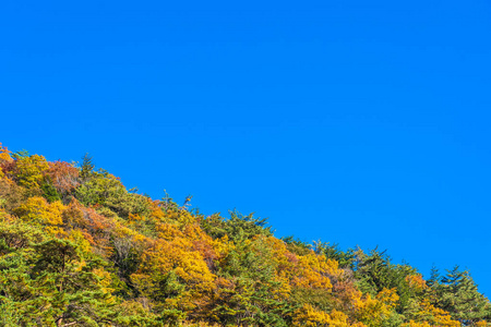 日本秋季枫叶树的美丽景色