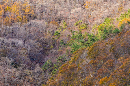 日本秋季枫叶树的美丽景色