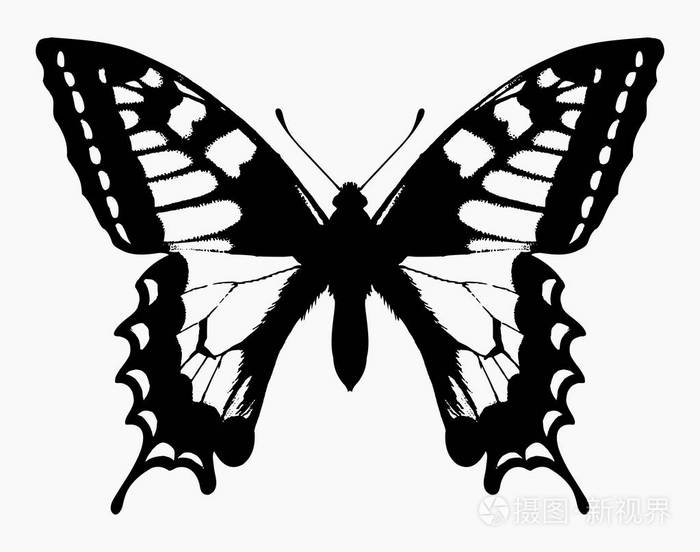 矢量高质量插图蝴蝶黑白剪影隔离在白色背景上