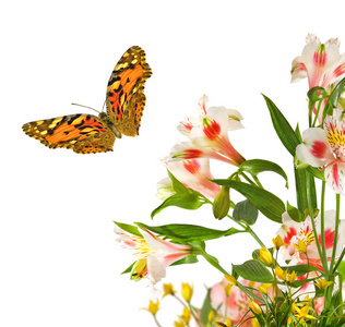 花园特写中美丽的花朵和蝴蝶