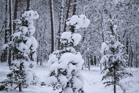 被雪覆盖的树枝。快关门。冬天的背景。