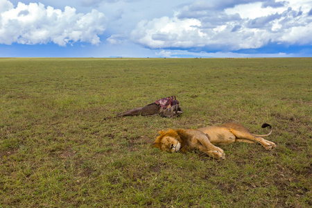 在东非坦桑尼亚的塞伦盖蒂国家公园，睡在王尔德贝斯特胴体旁边的雄狮是他在塞伦盖蒂平原的猎物
