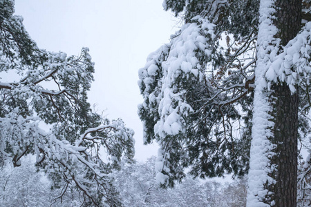 被雪覆盖的树枝。快关门。冬天的背景。