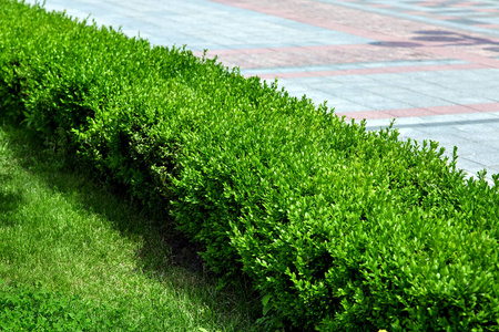 一种以行人人行道为背景的落叶常绿灌木绿篱.照片
