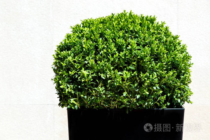 绿叶人工椭圆形的灌木丛在黑色塑料壶的背景上的轻石墙