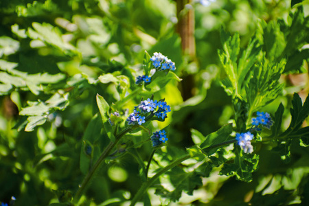 春蓝忘了我，不是花糊背景选择性聚焦。 蓝色的小花忘记了我，没有亲近和绿草。