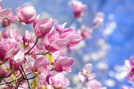 美丽的玉兰树在春天开花。鲜艳的玉兰花在蓝天上。浪漫花卉背景