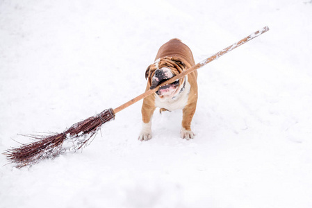 雪地里的英国牛头犬