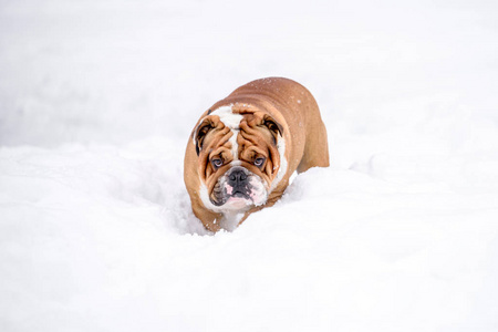 白雪中英国斗牛犬的肖像