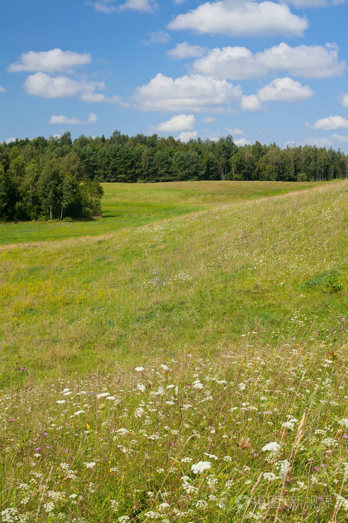 白天美丽的夏季草地