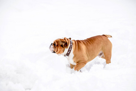 英国斗牛犬在深雪中摆姿势