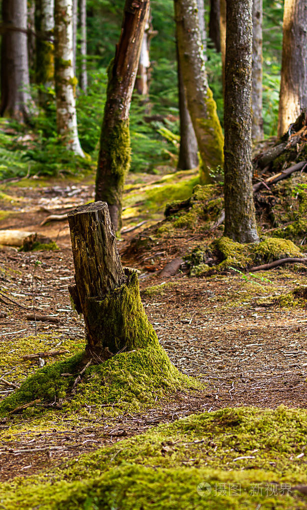 森林的树木与削减树桩在左侧