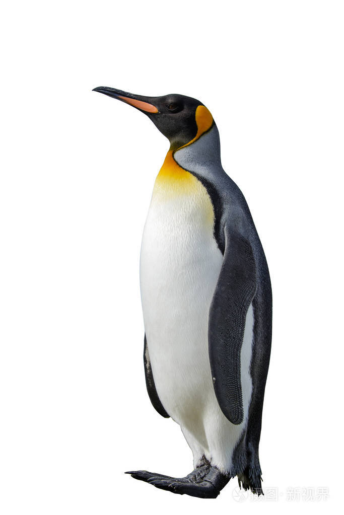 美丽的成年国王企鹅