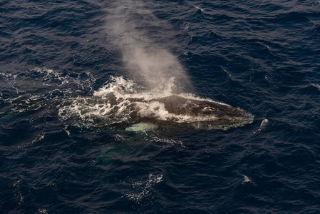 驼背鲸游在深蓝色海水中的鸟瞰图