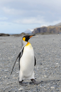 南乔治亚岛的国王企鹅