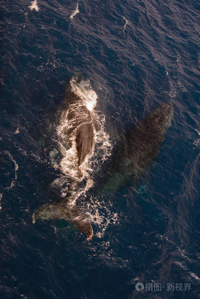 驼背鲸游在深蓝色海水中的鸟瞰图