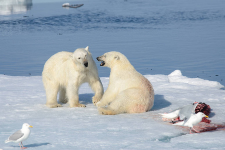 两只北极熊在斯瓦尔巴以北的冰面上玩耍