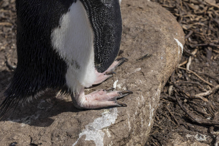 靠近桑德斯岛福克兰群岛上的一只石蝉企鹅的脚照片