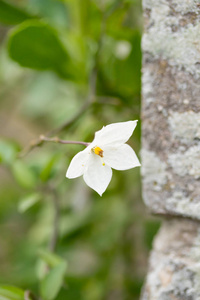 美丽的白色花，黄色雄蕊在绿叶的背景下，在柔软的焦点。