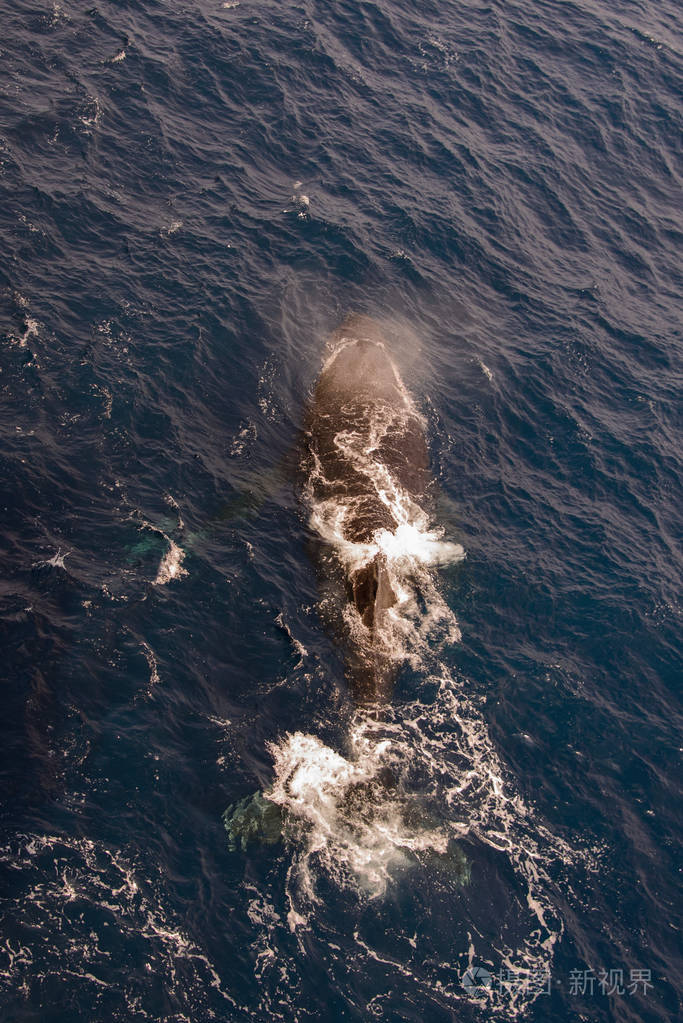 驼背鲸游在深蓝色海水中的鸟瞰图