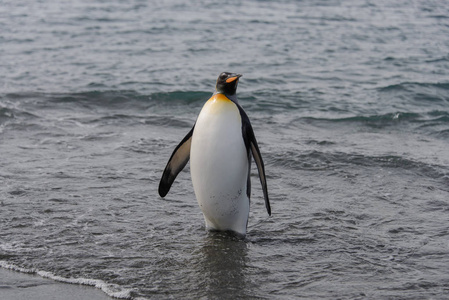 国王企鹅从海里出发