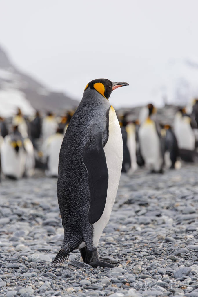 美丽的成年国王企鹅照片-正版商用图片15wpbx-摄图新视界