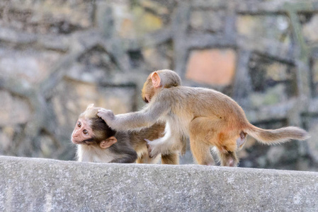 尼泊尔加德满都圣庙中的野生猕猴